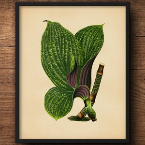 Botanical Print Set, Tropical Leaves Tropical Wall Art, Tropical Decor Print, Tropical Art Decor, Tropical Leaf Art, Tropical Artwork image 3