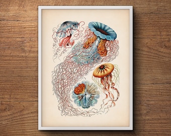 Jellyfish Wall Print by Ernst Haeckel – Jellyfish Art, Jellyfish Print, Jellyfish Art Print, Coastal Decor, Beach Decor