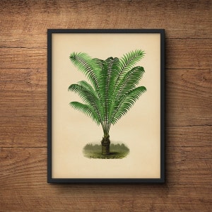 PalmenDruck, Palmenblatt Wandkunst, Tropischer Palmendruck, Palmenblatt Kunstdruck, Tropisches Blatt Druck, Botanischer Kunstdruck