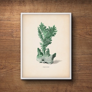 Nautical Decor, Coral Print, Beach Art, Coastal Art, Scientific Illustration, Nautical Prints, Beach Art, Vintage Art, Tropical