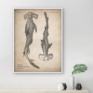 Shark Print, Framed Hammerhead Shark, Shark Wall Art, Vintage Shark Art