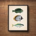 see more listings in the Fish · Sea Creatures section