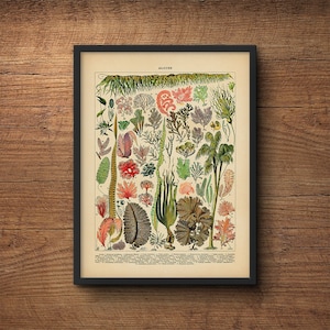Seaweed Algae Print, Botanical Wall Art, Scientific Illustration, Coastal Art, Vintage Art, Botanical, Coastal Prints, Large Art, Beach Art
