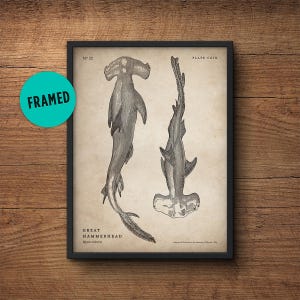Shark Print, Framed Hammerhead Shark, Shark Wall Art, Vintage Shark Art, Large Poster, Scientific Illustration, Nautical Decor, Large Print