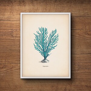 May include: A vintage illustration of a blue coral, with the text "Gorgonia palma" at the bottom of the image.