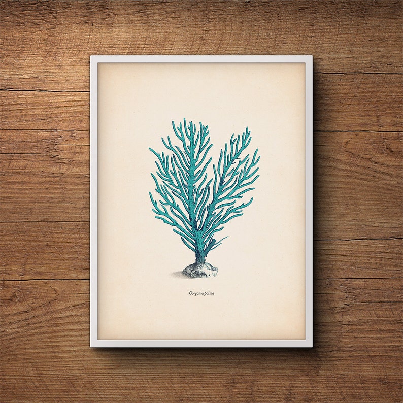 May include: A vintage illustration of a blue coral, with the text "Gorgonia palma" at the bottom of the image.