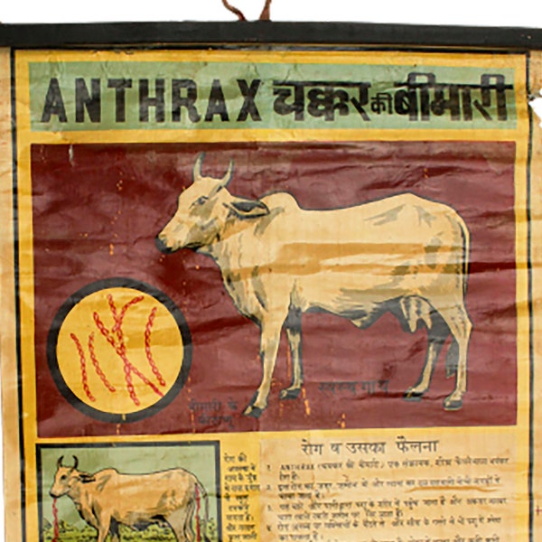 Vintage Anthrax Disease in Cattle Poster Vintage Pathogenic Bacteria Poster Vintage Infectious Diseases Poster Vintage Farming Cattle Poster