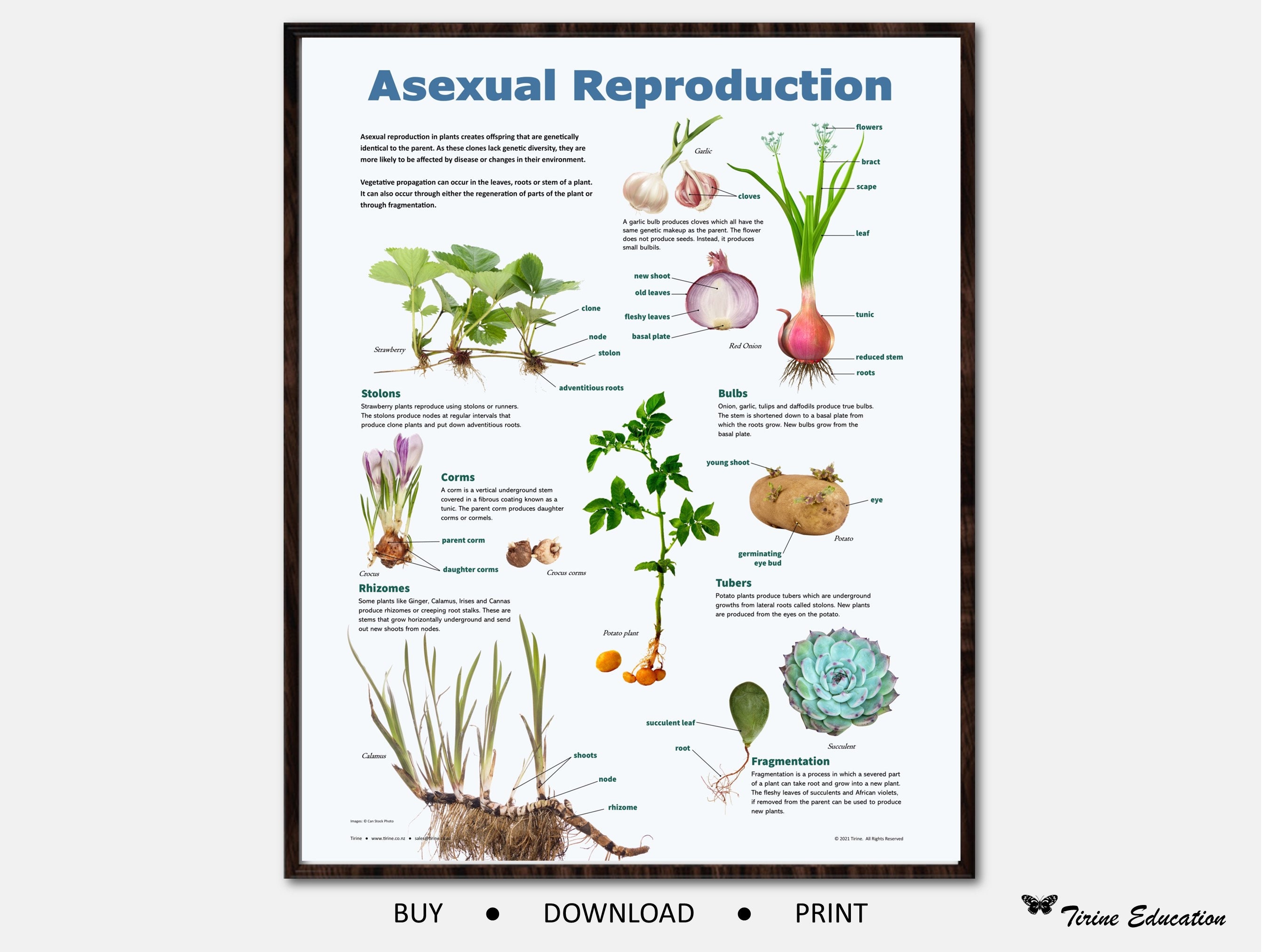 Asexual Plants Il Fullxfull.4878833434 E1rz