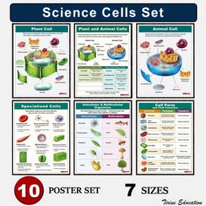 Wetenschapsposters middelbare school: celstructuur en -functie | 10 biologieklaskaarten | Set met afdrukbare cellen en organellen, 11-14 jaar