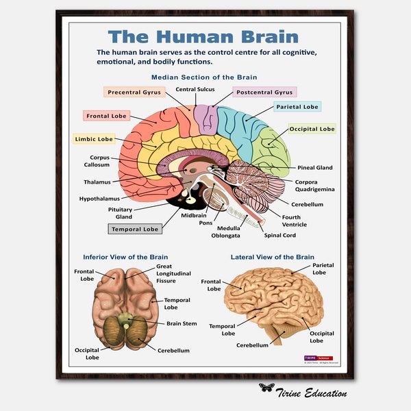 Human Anatomy Printable - Etsy
