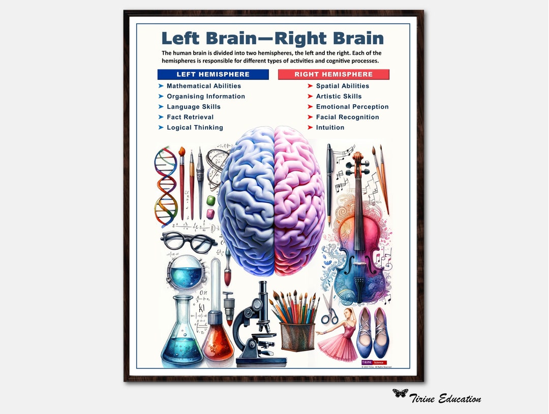Linke Gehirnhälfte Rechte Gehirnhälfte Poster, Biologie Poster, Gehirn Poster Lernposter