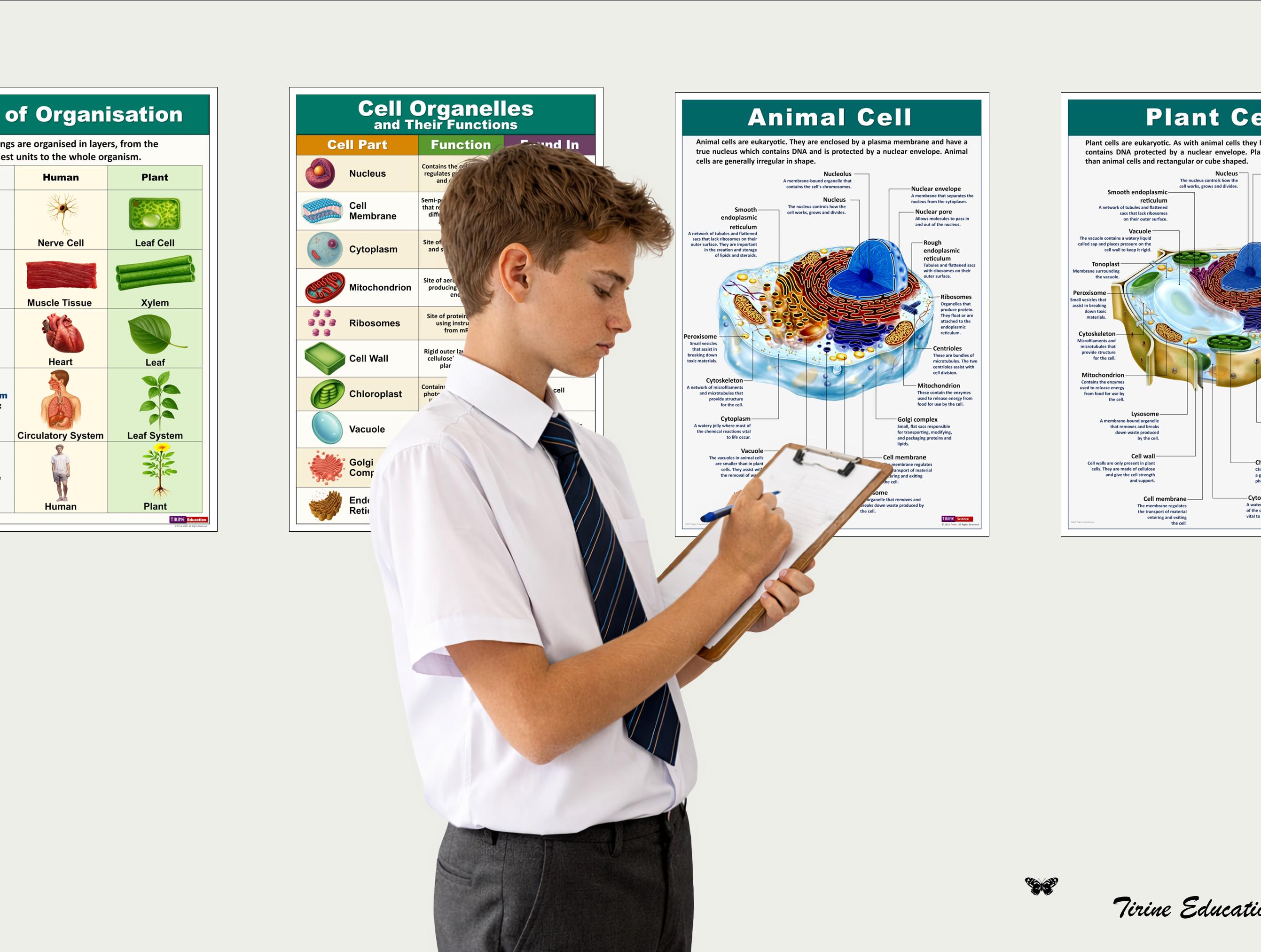 Cell Biology Poster Set, Middle High School Science Classroom Decor ...