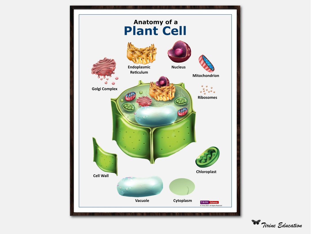 Anatomy of a Plant Cell, Biology Poster, High School Science, Middle