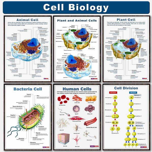 Ensemble d'affiches de biologie cellulaire, affiche de classe de biologie, sciences du collège, sciences du secondaire, décoration de salle de classe, ensemble d'affiches éducatives