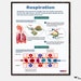 Respiratory System Poster Set, Human Biology Science Poster Set ...