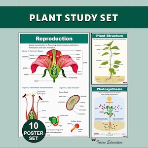 Conjunto de pôsteres científicos sobre plantas: 10 pôsteres de botânica para decoração de salas de aula do Ensino Fundamental II e Ensino Médio, download digital para impressão.