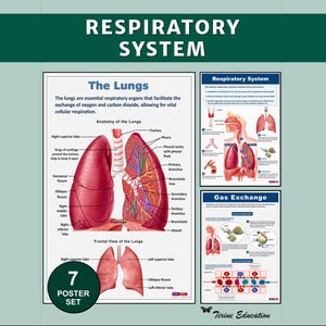 Puede incluir: Un conjunto de siete pósteres educativos titulado Respiratory System, que presenta diagramas anatómicos detallados de los pulmones, la tráquea, los bronquios y los alvéolos. Las láminas incluyen etiquetas de texto sobre anatomía e intercambio gaseoso.