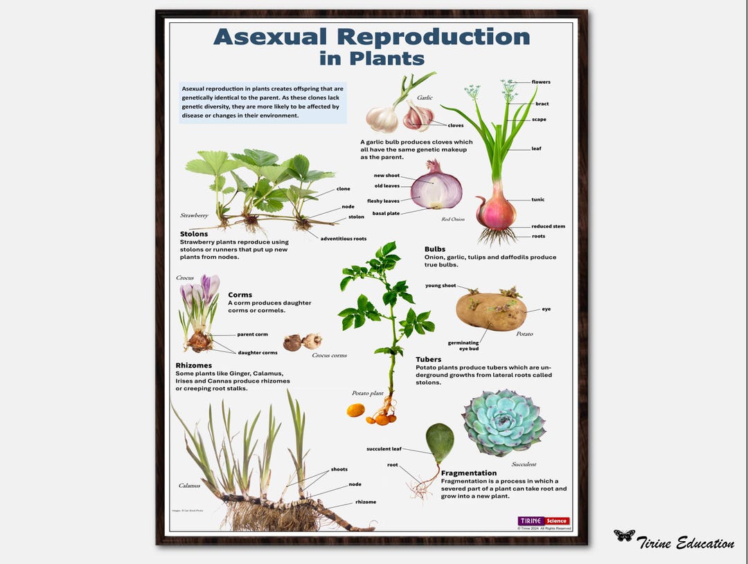 Asexual Reproduction In Plants Poster Science Biology Middle School Il 1080xN.6192628648 G6bb