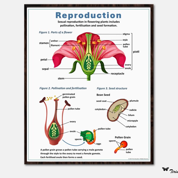 Reproducción en cartel de plantas con flores, ciencias de la escuela secundaria, biología, cartel educativo, poste de aula, descarga digital de decoración del aula