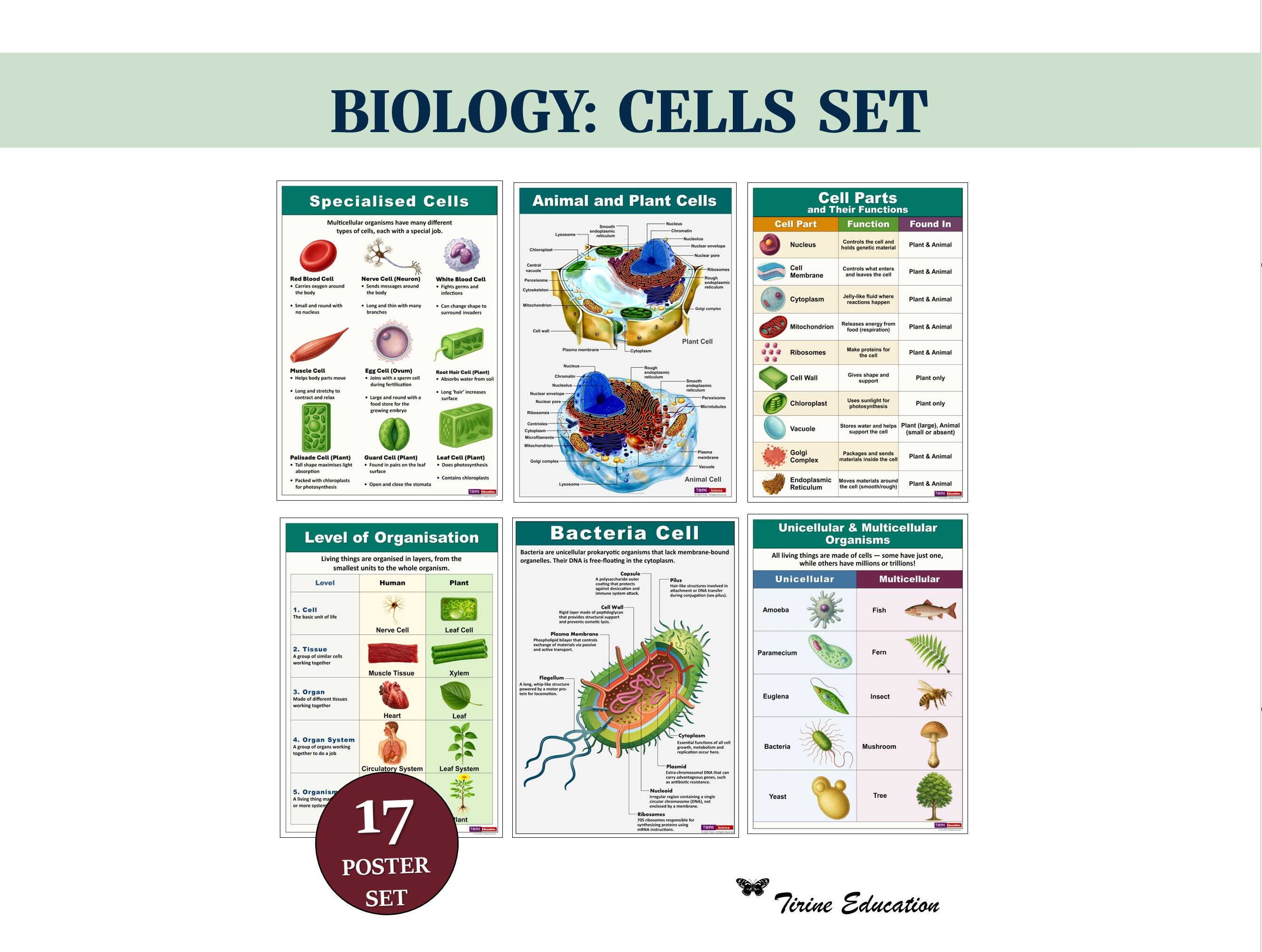 Cell Biology Poster Set, Middle High School Science Classroom Decor ...