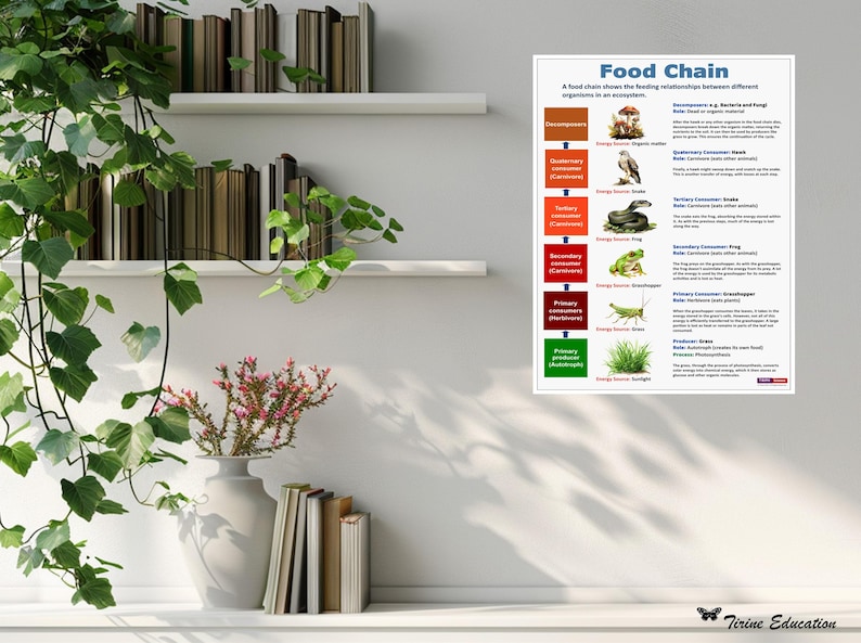Food Chain Poster Biology Poster High School Science Food Chain Biology Diagrams
