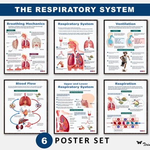 Respiratory System Poster Set, Human Biology Science Poster Set ...