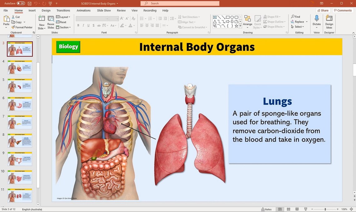 Internal Body Organs Biology PowerPoint Presentation or | Etsy