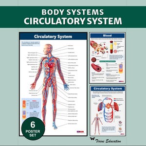 Könnte beinhalten: Ein pädagogisches Plakatset mit dem Titel BODY SYSTEMS CIRCULATORY SYSTEM, das anatomische Diagramme des menschlichen Kreislaufsystems, die Blutzusammensetzung und den Blutfluss zeigt, mit dem Tirine Education Logo unten.
