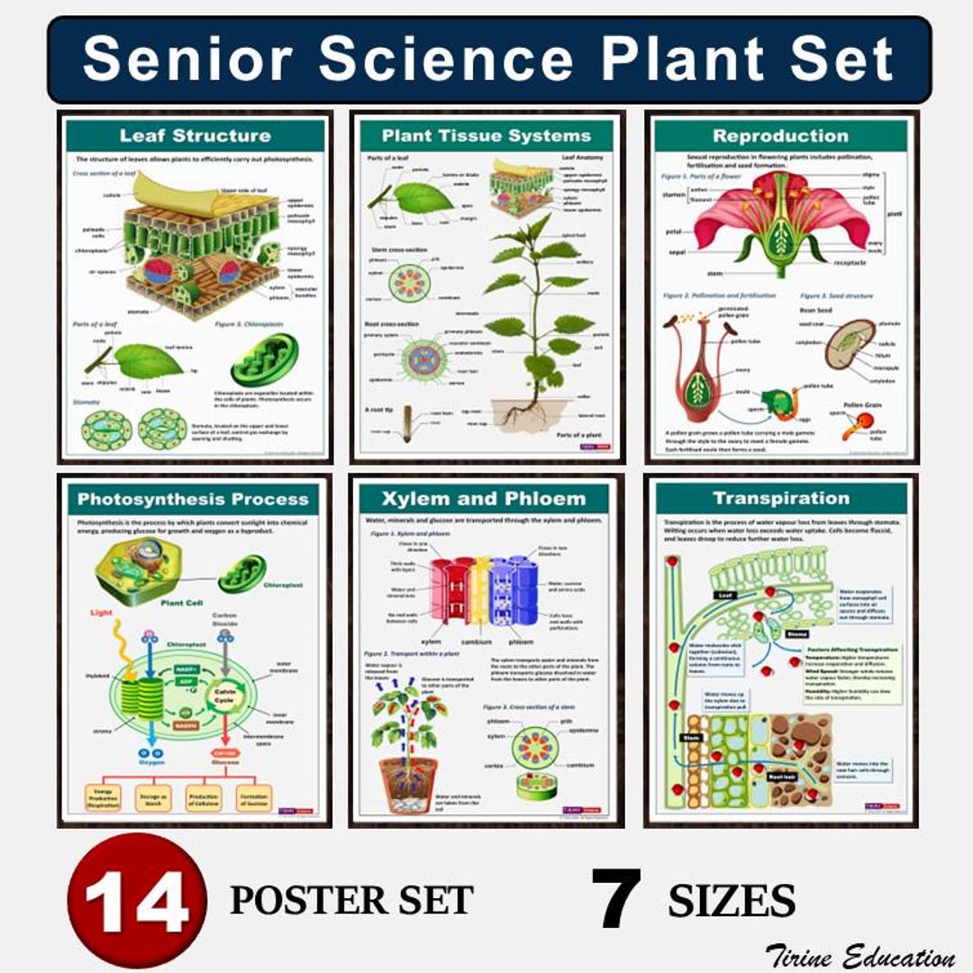 Plant Biology Posters for High School & IGCSE, 14 Science Visuals for ...