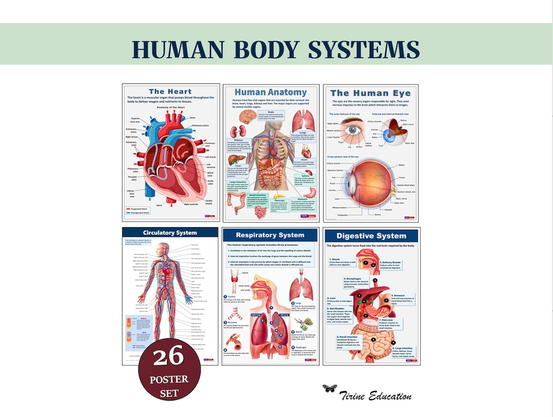 Human Body Systems Poster Bundle, Middle High School Biology Science ...