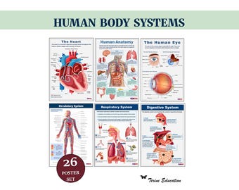 Pacchetto di poster sui sistemi del corpo umano, per la scuola media e superiore, con contenuti di biologia (download digitale)