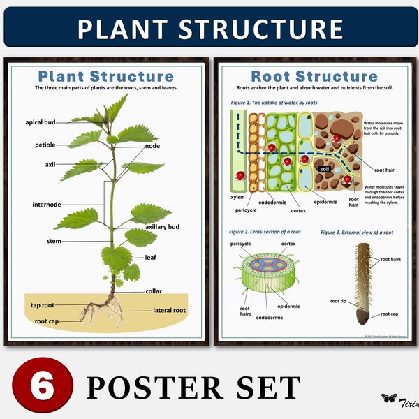 Pflanzenstruktur. Biologie Poster Set, Biologie Klassenzimmer Poster, Klassenzimmer Poster Wissenschaft, Klassenzimmer Dekor, Botanik. Digitaler Download