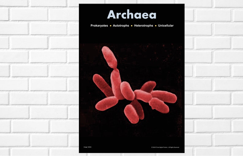 Archaea Biology Science Poster Classroom poster A3 | Etsy