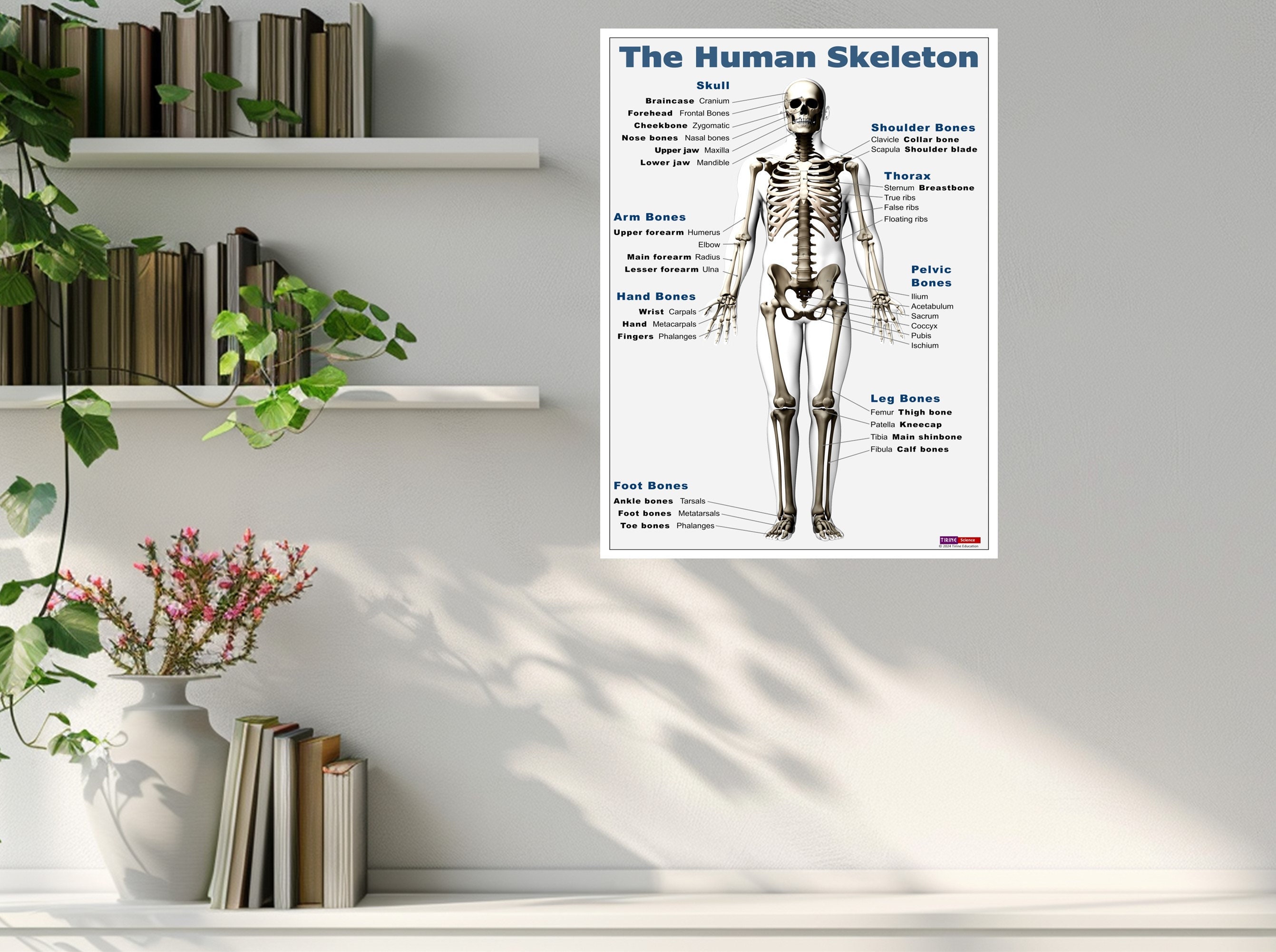 Human Skeleton Poster, Biology Poster, Middle School Science, High ...