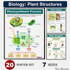 Pflanzenbiologie Poster Bundle: Mittel- und Oberschul-Wissenschafts-Klassenzimmer-Dekor (Digitaler Download