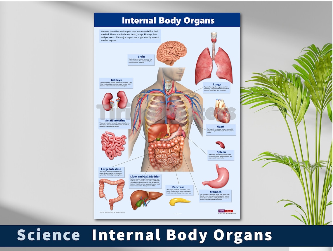 Vital Human Organs Printable Educational Science Classroom - Etsy