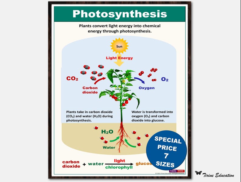 Photosynthesis Poster Examples Photosynthesis Science Classroom Poster – Middle School and High School ...