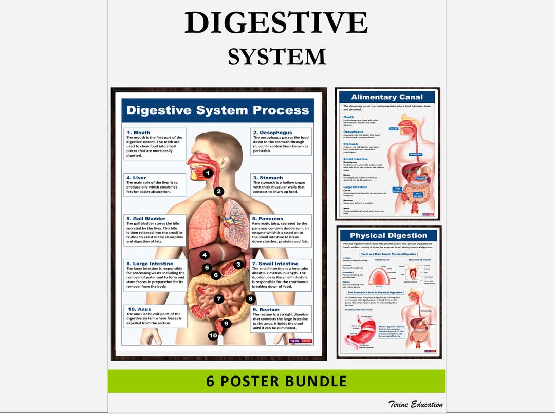 Digestive System Poster Set: Anatomy Classroom Decor (digital Download ...