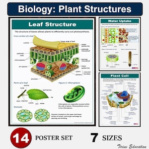 Plant Science Poster Set: Photosyntheties, Zellstruktur (Digitaler Download)