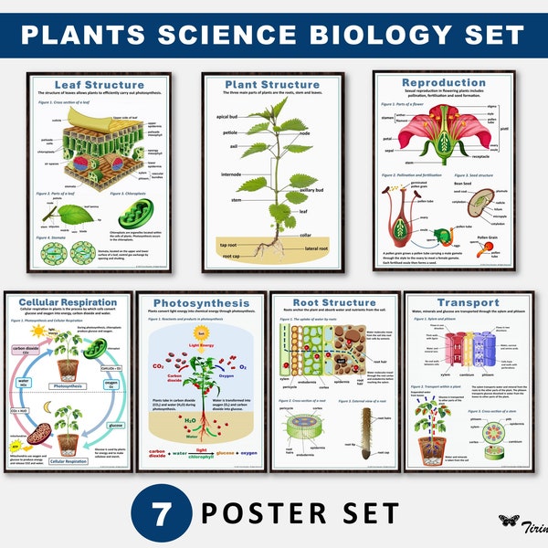 Plants Science Biology 7-Poster Set, High School Science, Biology, Educational Poster, Classroom poster, Classroom decor digital download