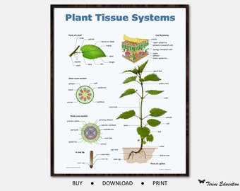 Plant Tissue Systems Poster, Educational science poster, Biology classroom poster, STEM Education, Digital download