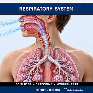 Puede incluir: Un diagrama educativo titulado RESPIRATORY SYSTEM que muestra la anatomía humana con partículas azules fluyendo a través de la nariz y la boca hacia los pulmones. El texto incluye 35 SLIDES, 6 LESSONS, WORKSHEETS, SCIENCE, BIOLOGY y Tirine Education.