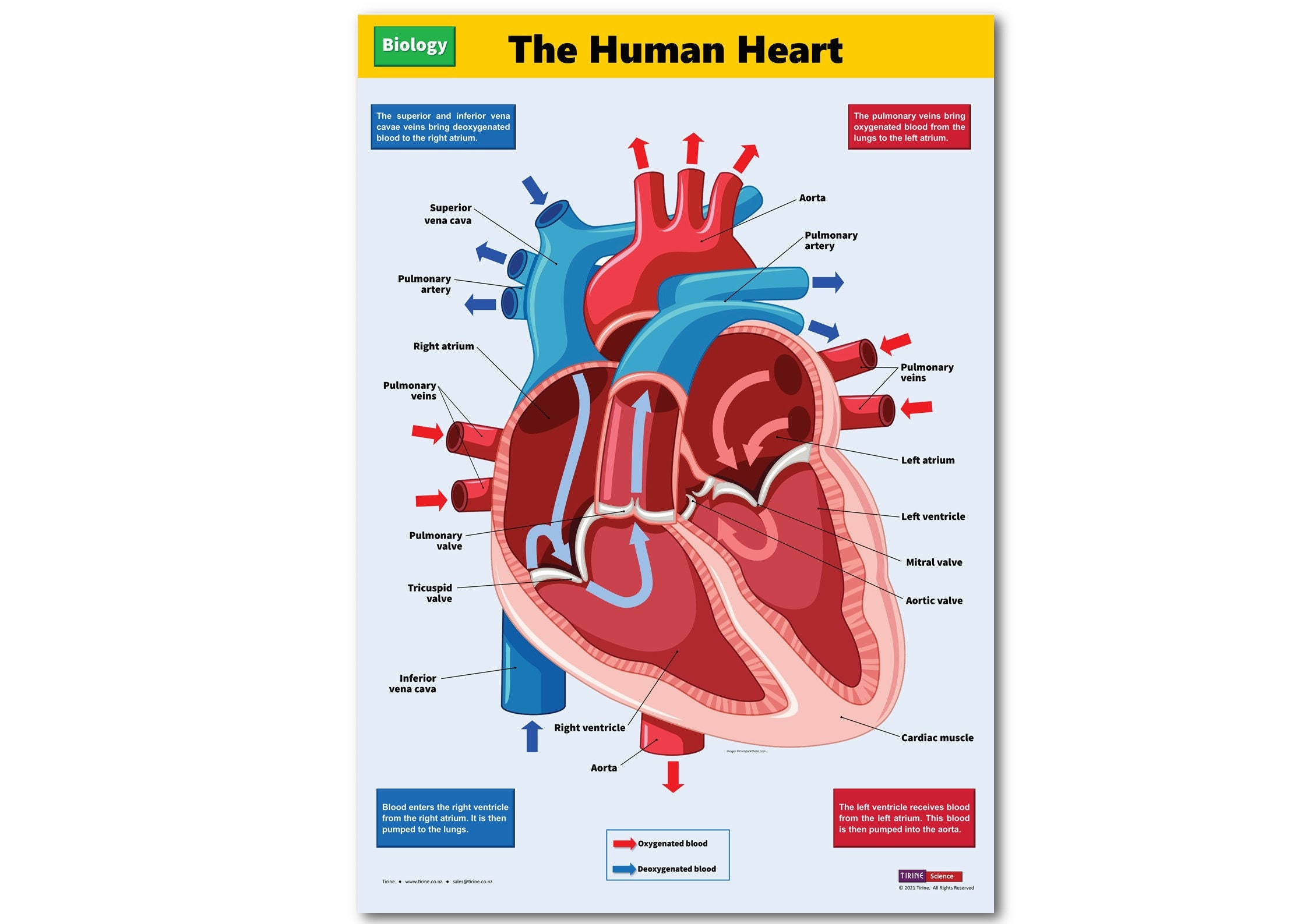 The Human Heart Biology Science Poster Classroom poster Etsy