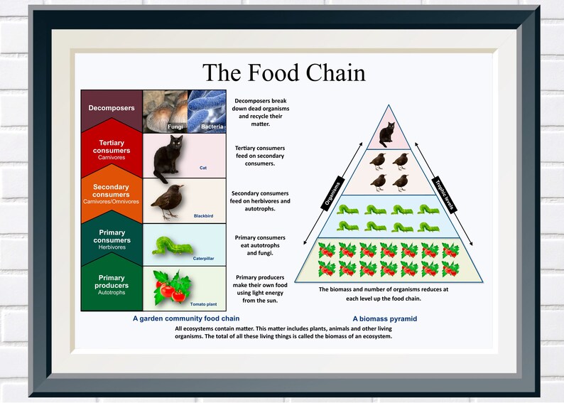 The Food Chain Biology Science Classroom Decor Classroom Etsy