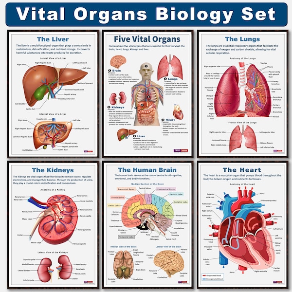 Vital Organs Poster Set, Human Biology, Human Anatomy, Science Posters. High School Science, Educational Poster, Classroom Posters, Digital