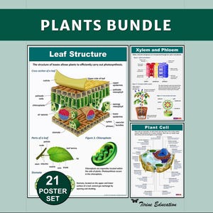 Pflanzenbiologie 21 Poster-Set: Druckbares naturwissenschaftliches Lehrmittel für STEM-Klassenzimmerdekor der Mittel- und Oberstufe