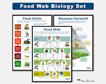 Food Web Poster Set, Biology Poster, High School Science, Food Chain, Biomass Pyramid, Educational Poster, Classroom Poster, Science poster