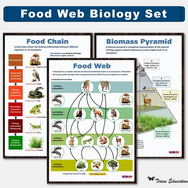 Food Web Poster Set, Biology Poster, High School Science, Food Chain, Biomass Pyramid, Educational Poster, Classroom Poster, Science poster