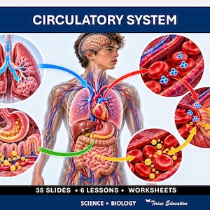 Może przedstawiać: Edukacyjna infografika zatytułowana CIRCULATORY SYSTEM przedstawiająca ludzki tułów z narządami wewnętrznymi, otoczona okrągłymi schematami płuc, krwinek i procesów trawiennych z 35 SLIDES, 6 LESSONS, WORKSHEETS.