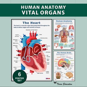 Puede incluir: Un conjunto de seis pósteres titulado Human Anatomy Vital Organs con diagramas educativos. El póster principal muestra una sección transversal grande y detallada del corazón humano con vasos codificados en rojo y azul, junto a gráficos del cuerpo y el cerebro.